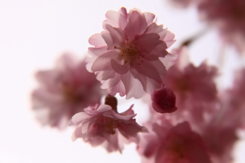 2011 04 22 IMG 28378e